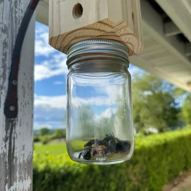 Best Carpenter Bee Trap