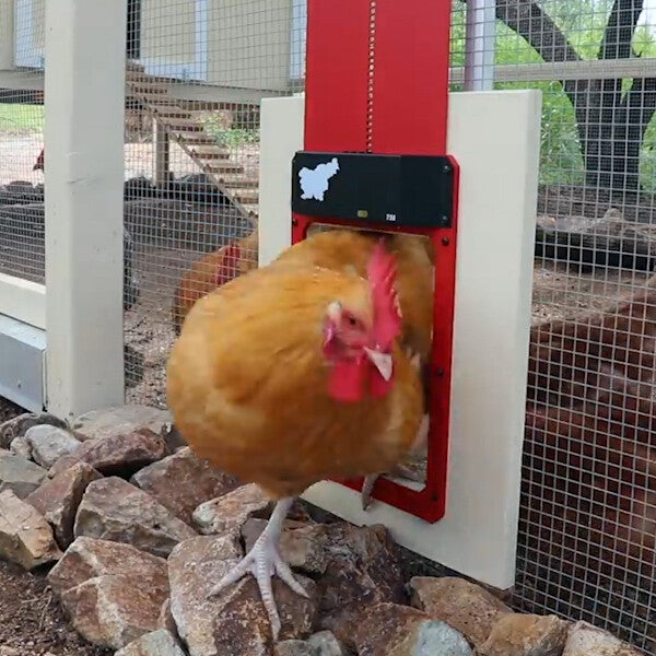 🎉Poultry Farm Automatic Chicken House Door