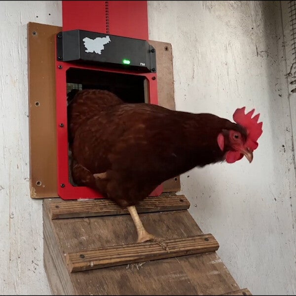 🎉Poultry Farm Automatic Chicken House Door